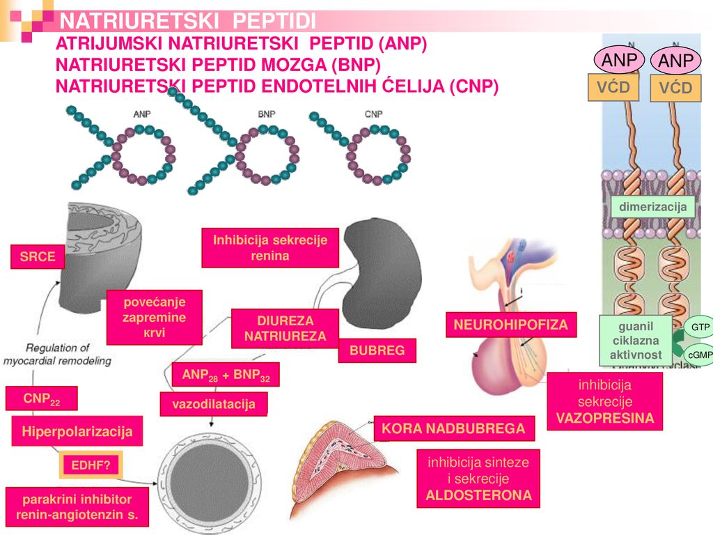 Hipertenzijski peptidi